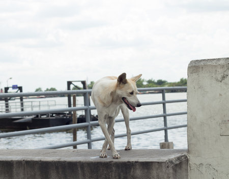 white dog is standing near the river in good weather daysの写真素材