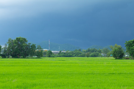 Image of green rice field with heavy strom background. It seem like heavy rain is comingの写真素材