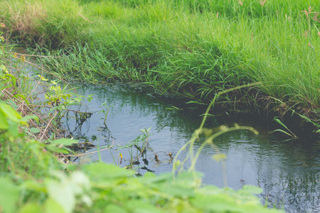 stream of water for agriculture purpose running through the paddy farmlandsの写真素材