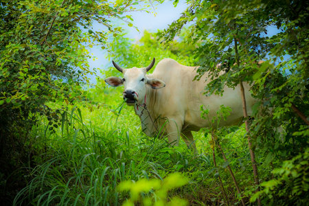 A cow is eating some fresh Leaves soft focus and smooth skin effect processの写真素材