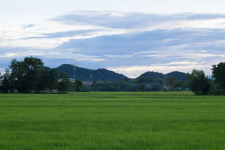Image of green rice field with blue sky for background usage.の写真素材
