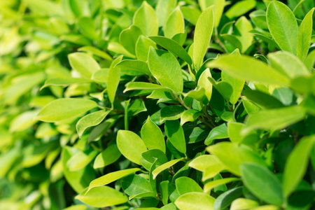 background of leaves yellow-green bush close up soft focus