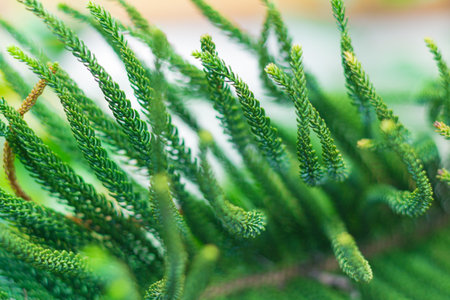 abstract background of Norfolk Island Pine Tree soft focusの写真素材