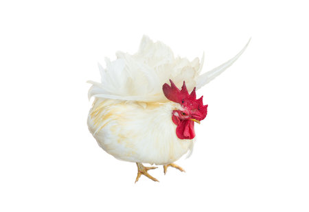 A white chicken or beautiful bantam isolated on white backgroundの写真素材