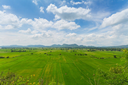 Image of green rice field with blue sky for background usageの写真素材