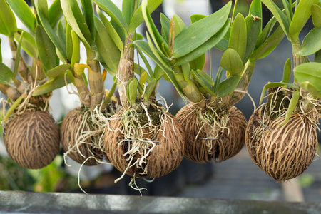 The orchids are growing in the dried coconut shellの写真素材