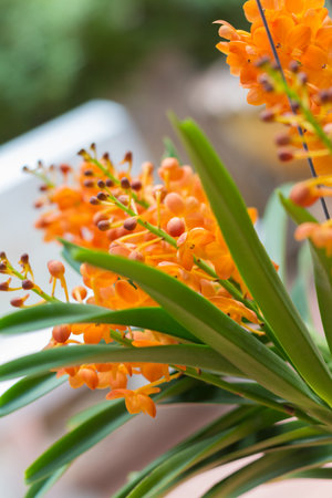 orchid flowers with leaves on out of focus garden backgroundの写真素材