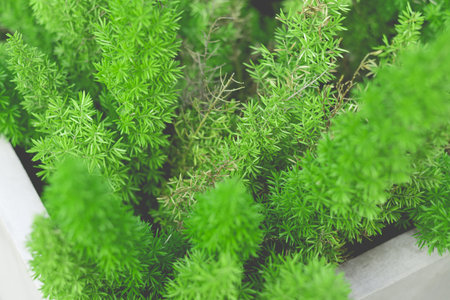 background of leaves green bush close up (soft focus and vintage effect)の写真素材