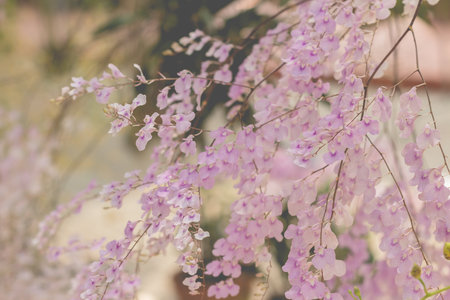 orchid flowers with leaves on out of focus garden background (vintage effect)の写真素材