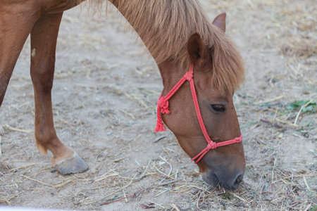 horse in the paddock and bent over eating from rubber feed skipの写真素材