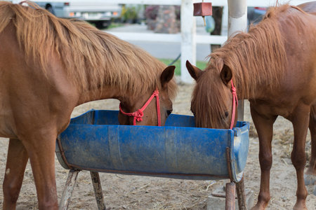 horse in the paddock and bent over eating from rubber feed skipの写真素材