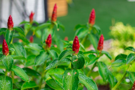 Group of red flowers in the gardenの写真素材