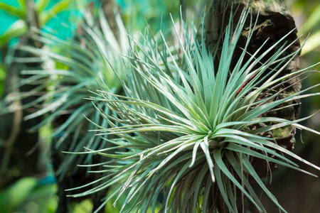 background of leaves green bush close up (low key, soft focus)の写真素材