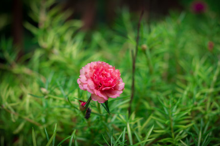 Beauty of pussley flower or Moss Rose under natural light in the morning.(vintage effect,soft focus)の写真素材