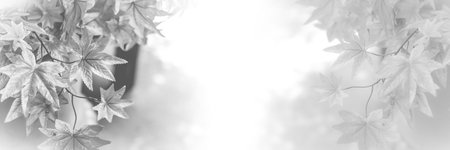 Autumn maple leaves background. red maple leaves for background. maple leaf concept background.(black and white, soft focus)の写真素材