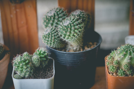 Little cactus plant in the flower pot. Cactus plants in retro effect image.(selective focus )の写真素材