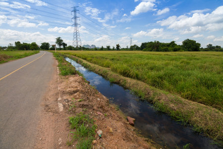 Image of green rice field with blue skyの写真素材