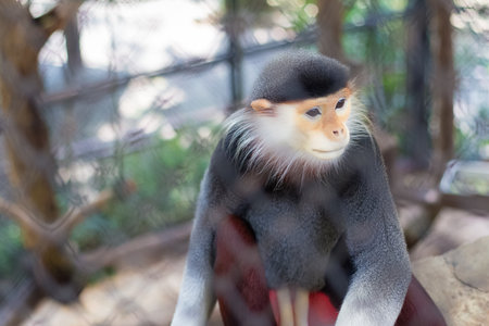 Red-shanked Douc (Pygathrix nemaeus) in the zoo of thailand(selective focus)の写真素材