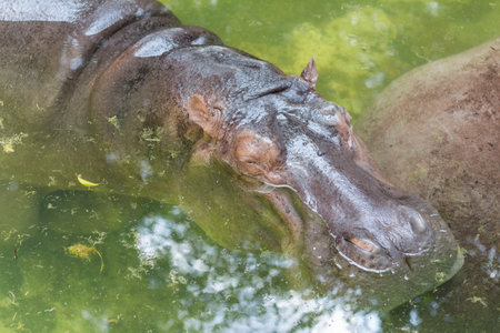 Portrait of a hippopotamus floating on the water in the zoo