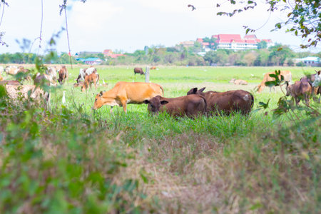 Cows grazing on farm with green field in good weather dayの写真素材