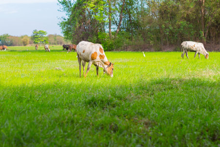Cows grazing on farm with green field in good weather dayの写真素材