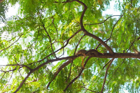 Nature green bokeh and blur leaf branch abstract texture background