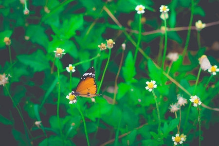 Closed up Butterfly feeding on flower grass (selective focus)の写真素材