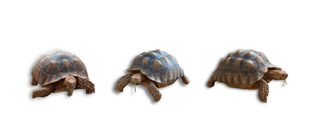 Sulcata tortoise, African spurred tortoise isolated on white background