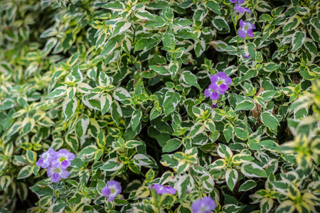 background of leaves green bush and flowerの写真素材