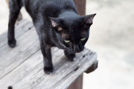 Cute black cat in the lazy timeの写真素材