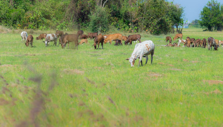 Cows grazing on farm with green field in good weather dayの写真素材