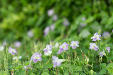 background of leaves green bush close upの写真素材