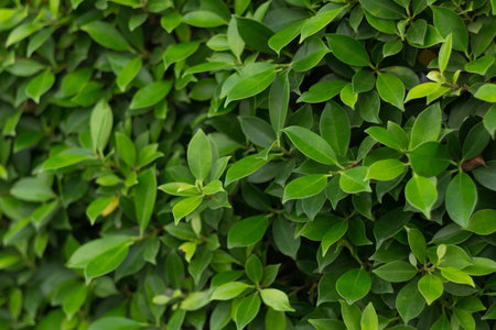 background of leaves green bush close up