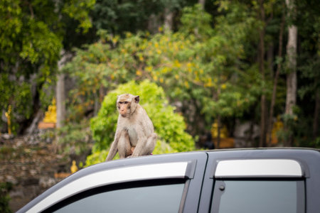 Monkey macaque sitting on the roof of a carの写真素材