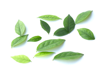 Green leaf isolated on the white backgroundの写真素材
