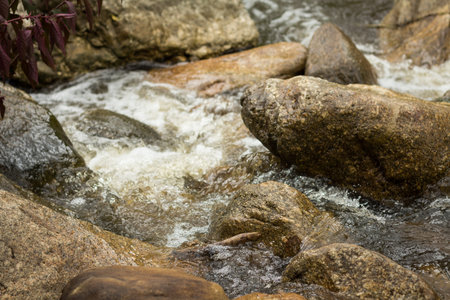 Forest stream among stones. Clean cold water stream in mountains