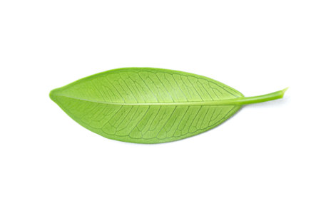 Green leaf isolated on the white backgroundの写真素材