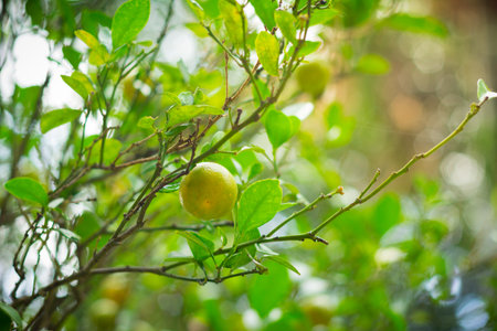Organic Limes or Lemon trees in field so fresh droplets of water in lime with warm light after the rainの写真素材