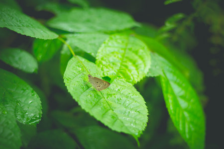Closed up Butterfly feeding on green leaf (selective focus)の写真素材
