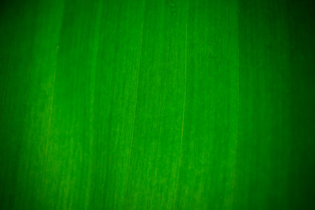 abstract and close up of banana leaf texture for green backgroundの写真素材