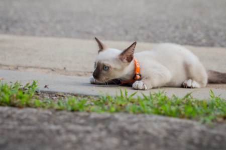 portrait of a beautiful kitty Siamese cat, Beautiful cat at home. Domestic animalの写真素材