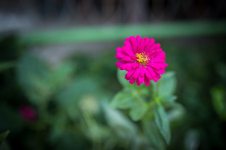 Picture of the little pnk flowers in the green garden at summer seasonの写真素材