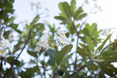 Sweet scent from white Plumeria flowers in the gardenの写真素材