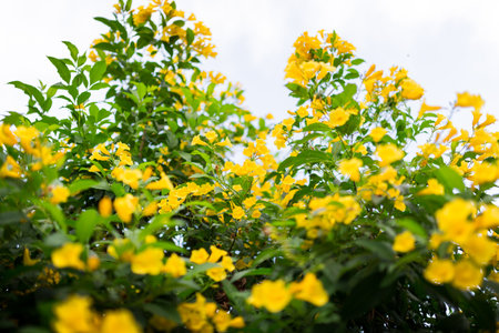 Many of little yellow flowers in the green garden at afternoonの写真素材