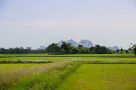 Picture of the green and gold rice fields with the background of mountain