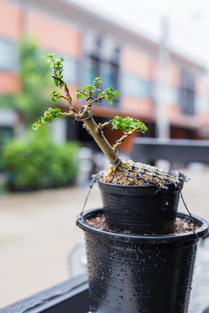 Mini bonsai tree in the flowerpot on bonsai stand a natural backgroundの写真素材