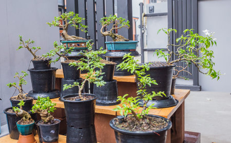 Mini bonsai tree in the flowerpot on bonsai stand a natural backgroundの写真素材
