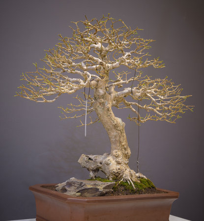 Mini bonsai tree in the flowerpot on bonsai stand a natural backgroundの写真素材