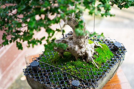 Mini bonsai tree in the flowerpot on bonsai stand a natural backgroundの写真素材