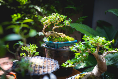 Mini bonsai tree in the flowerpot on bonsai stand a natural backgroundの写真素材
